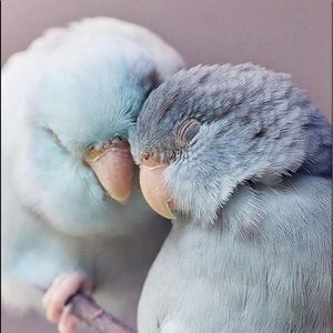 Meet your Posher, Diane